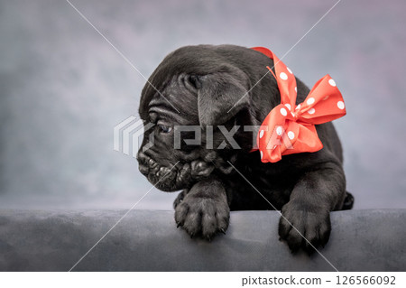 A small black Cane Corso puppy with a red bow. Puppy on a gray background 126566092