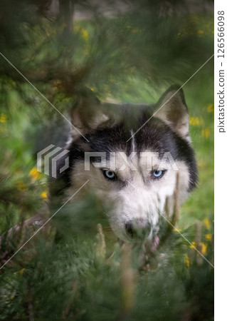 A beautiful blue-eyed dog among the pines. Siberian Husky, portrait A beautiful blue-eyed dog among the pines. Siberian Husky, portrait 126566098