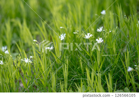Stellaria holostea. delicate forest flowers made of ham, Stellaria holostea or Echte Sternmiere. Floral background. White flowers on a natural background. close-up, macro photo, beauty of nature 126566105