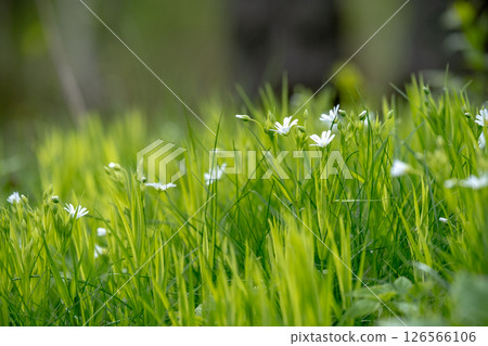 Stellaria holostea. delicate forest flowers made of ham, Stellaria holostea or Echte Sternmiere. Floral background. White flowers on a natural background. close-up, macro photo, beauty of nature 126566106