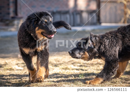 A cheerful Hovawart puppy runs and plays. The dog is having fun A cheerful Hovawart puppy runs and plays. The dog is having fun 126566111