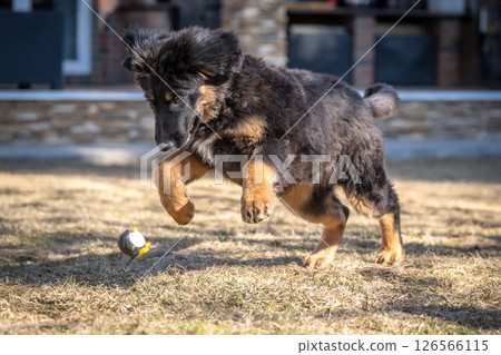 A cheerful Hovawart puppy runs and plays. The dog is having fun 126566115