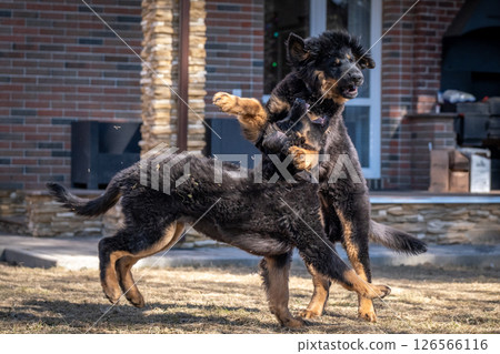 A cheerful Hovawart puppy runs and plays. The dog is having fun A cheerful Hovawart puppy runs and plays. The dog is having fun 126566116
