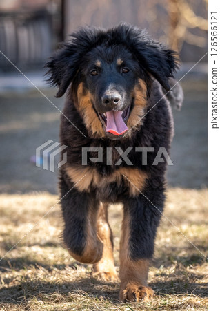 A cheerful Hovawart puppy runs and plays. The dog is having fun 126566121