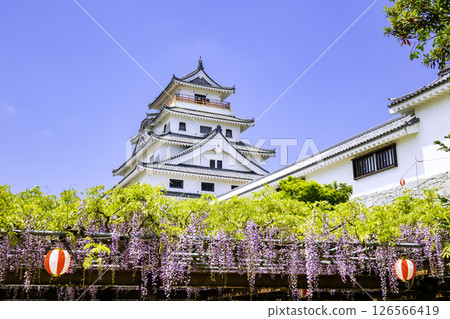 紫藤花盛開的美麗唐津城（佐賀縣唐津市） 126566419