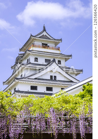 紫藤花盛開的美麗唐津城（佐賀縣唐津市） 126566420