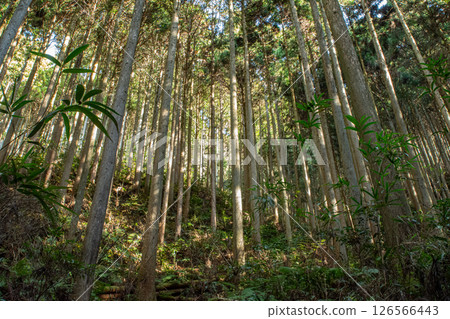 金剛山:冬日陽光斜射杉林與森林浴景象 金剛山:冬日陽光斜射杉林與森林浴景象 126566443