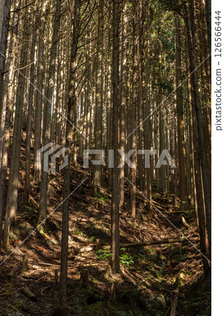 The cedar forest lining the slopes of Mount Kongo and sunlight filtering through the trees The cedar forest lining the slopes of Mount Kongo and sunlight filtering through the trees 126566444