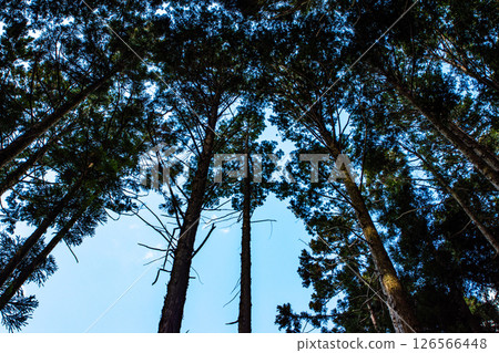 Hiking scenery looking up at the cedar forest and blue sky of Mount Kongo 126566448