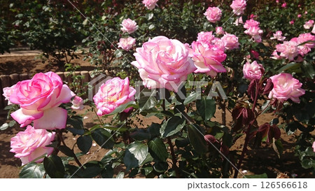 粉紅玫瑰 126566618