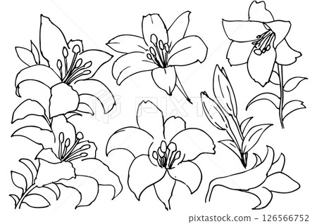 簡單的百合花插畫素材向量 簡單的百合花插畫素材向量 126566752