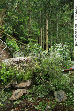 Disasters: Falling rocks and trees 126566812