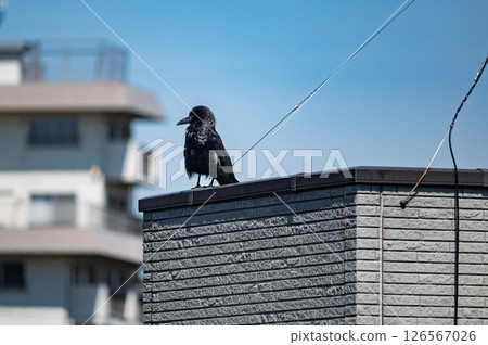 Crow on the roof Crow on the roof 126567026