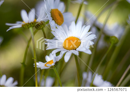 Delicate white daisies bloom in sun-drenched meadow, evoking feelings of peace, simplicity and natural beauty, perfect for summer themes or soulful designs Delicate white daisies bloom in sun-drenched meadow, evoking feelings of peace, simplicity and natural beauty, perfect for summer themes or soulful designs 126567071