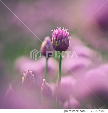 Landscape with purple chives flowers. Summer sunny day with sun, blue sky and colorful nature background. 126567388
