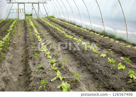 Vegetables in an organic greenhouse plantation. 126567406