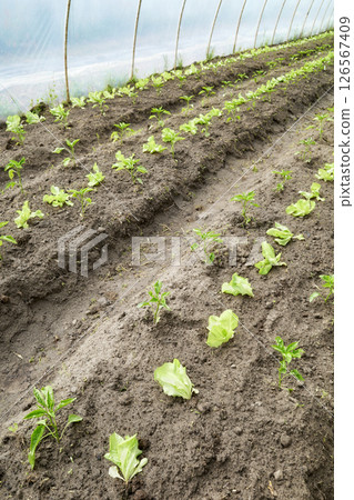 Vegetables in an organic greenhouse plantation. Vegetables in an organic greenhouse plantation. 126567409