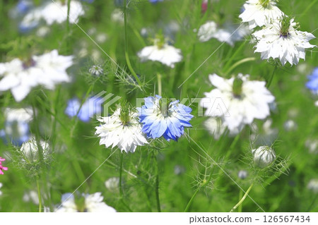 藍色和白色的黑種草花 126567434