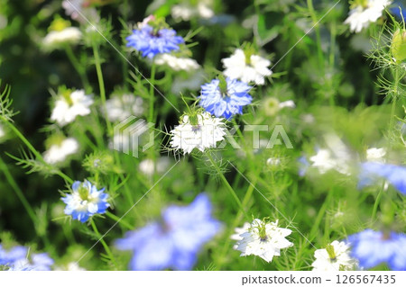 藍色和白色的黑種草花 藍色和白色的黑種草花 126567435