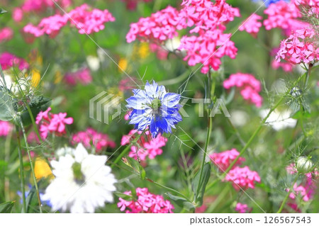 Blue and white nigella and pink flytrap 126567543