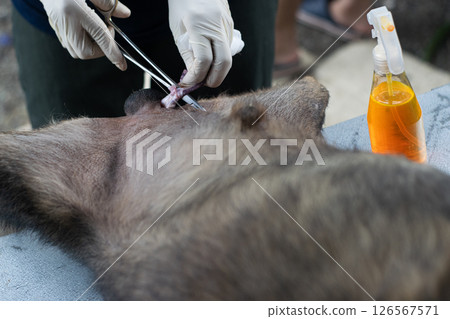 A veterinarian is performing surgery on a male dog. 126567571