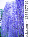 Fuyu's flowers in full bloom 126567719