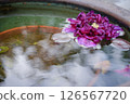 Petal floating in water 126567720