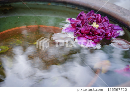 Petal floating in water Petal floating in water 126567720