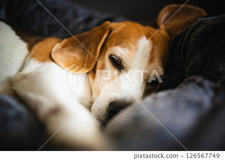 A relaxed Beagle dog is lying comfortably on a soft bed, enjoying its peaceful time A relaxed Beagle dog is lying comfortably on a soft bed, enjoying its peaceful time 126567749