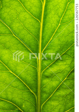 CloseUp of a Beautifully Vibrant Green Leaf Featuring Intricate and Detailed Veins CloseUp of a Beautifully Vibrant Green Leaf Featuring Intricate and Detailed Veins 126567753