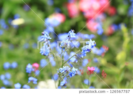 勿忘我 勿忘我 126567787