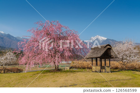 Cherry Blossoms and a Traditional Rest House in Countryside in Yamanashi Japan Cherry Blossoms and a Traditional Rest House in Countryside in Yamanashi Japan 126568599