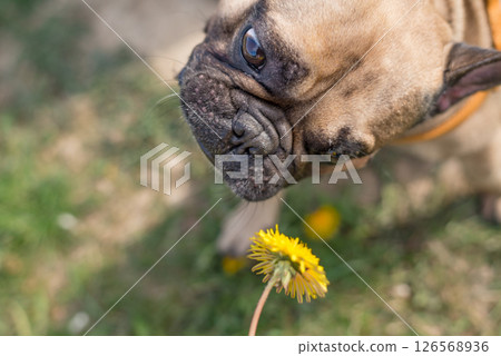 happy young dog french bulldog playing outdoors with the owner and wants to eat a flower. Pet care and lifestyle concept happy young dog french bulldog playing outdoors with the owner and wants to eat a flower. Pet care and lifestyle concept 126568936
