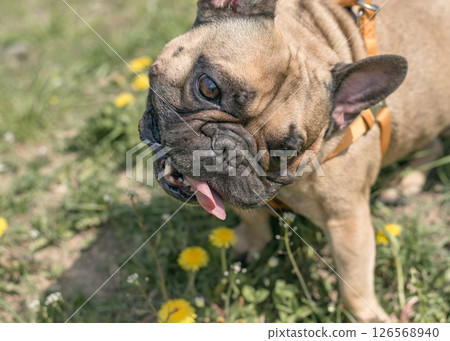 Pretty funny french bulldog outdoors on a sunny summer day. Positive emotions. The concept of favorite animals. Dog playing outdoors in the park. Closeup 126568940