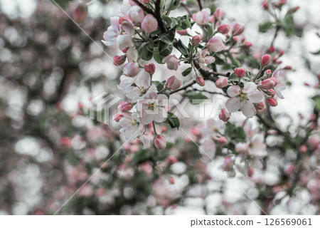 apple-tree flower Bright white illuminated by a bright ray of the spring sun and blue sky on a back background apple-tree flower Bright white illuminated by a bright ray of the spring sun and blue sky on a back background 126569061