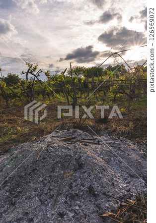 Ash pile vineyard sunset Ash pile vineyard sunset 126569072