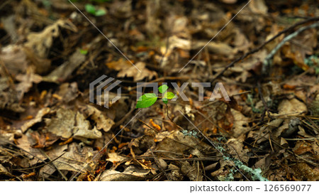 New Life in Dry Leaf Bed 126569077