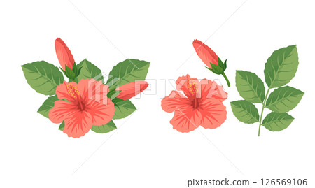 Tropical Hibiscus Flowers and Leaves Vector Illustration 126569106
