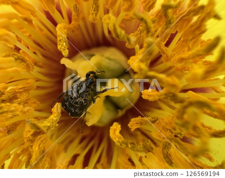 Yellow peony pistil and stamens 126569194
