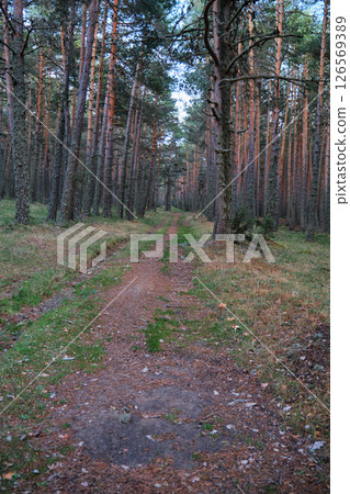 Dirt road in a pine forest Dirt road in a pine forest 126569389