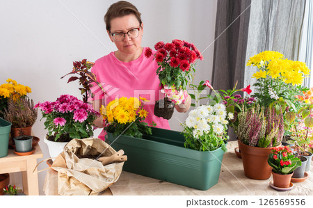 A 50-year-old woman transplanting autumn chrysanthemums into pots, decorating her home is terrace or balcony with vibrant seasonal flowers 126569556