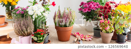 Planting fall flowers like chrysanthemums and heather and other in pots to brighten your balcony or terrace, adding seasonal color and warmth to your home is outdoor space, banner 126569648