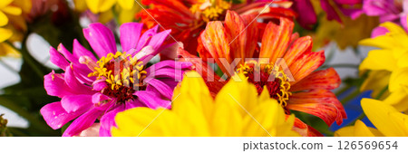 This vibrant bouquet of colorful Zinnia and Rudbeckia Goldquelle flowers brings a cheerful touch to home decor, ideal for a bright and seasonal summer arrangement, banner 126569654