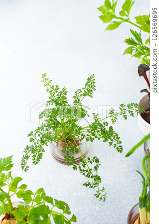 Growing from organic waste Growing from organic waste 126569695