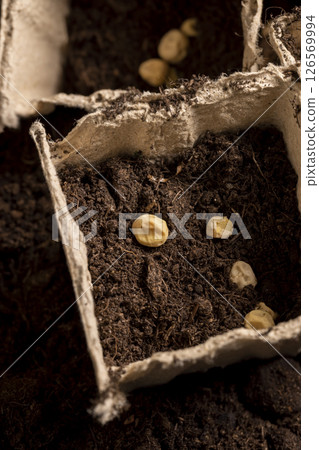 pots with soil and pea seeds , planting dried pea grains in fertile soil in biodegradable pots, closeup pots with soil and pea seeds , planting dried pea grains in fertile soil in biodegradable pots, closeup 126569994