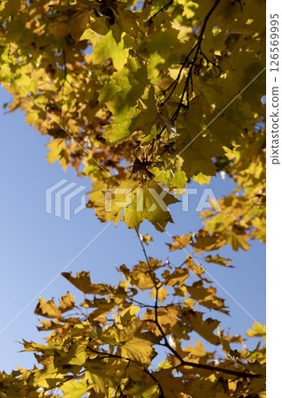 maple foliage during warm Indian summer in warm autumn weather, view from below 126569995
