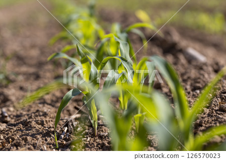 corn plants at dawn in the spring, a monocultural field with fresh corn sprouts in fertile soil with fertilizers corn plants at dawn in the spring, a monocultural field with fresh corn sprouts in fertile soil with fertilizers 126570023