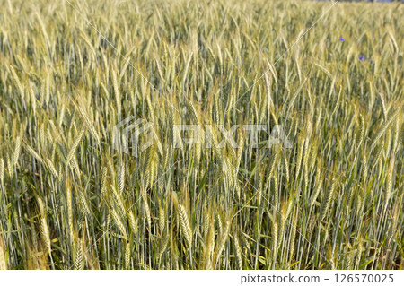 hybrid green cereals resistant to cold 126570025