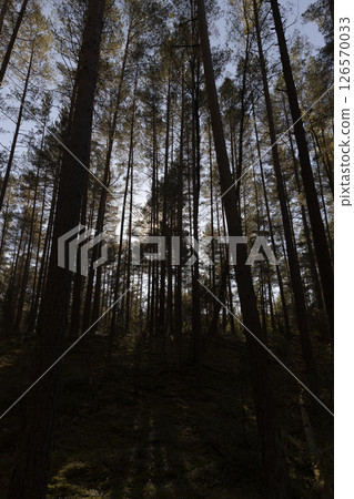 a beautiful landscape in an autumn forest with real trees 126570033