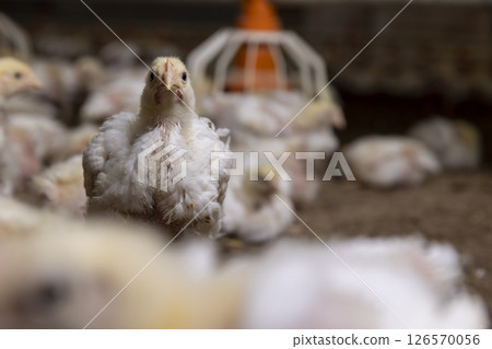meat breeds of broiler chickens are grown for industrial meat production, The chick looks at the camera meat breeds of broiler chickens are grown for industrial meat production, The chick looks at the camera 126570056